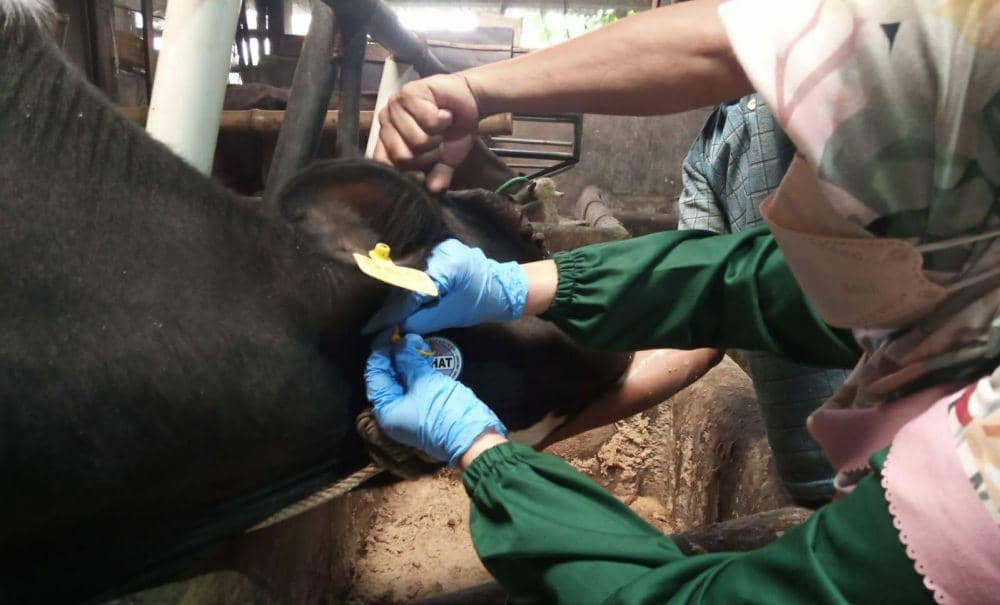 Sasar 3.000 Ekor di Cimahi, Ini Pertanda Hewan yang Layak Dikurbankan