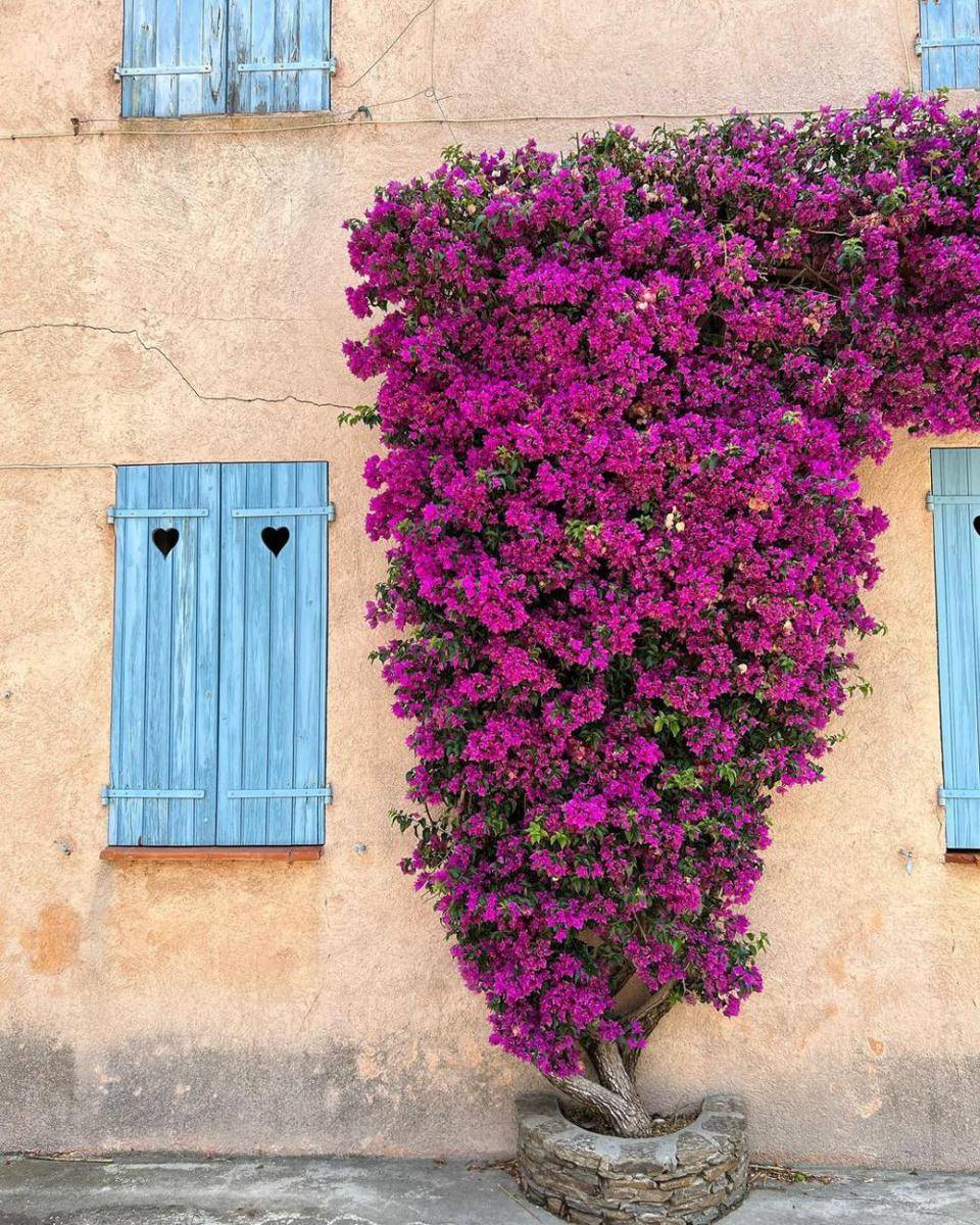 Tanaman Bougenville (Instagram.com/provencallife)