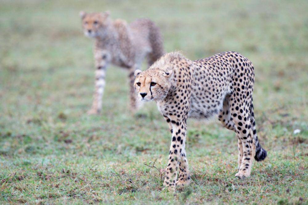 cheetah (unsplash.com/African Impact)