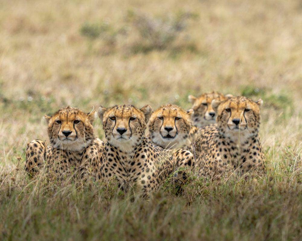 cheetah (unsplash.com/Ahmed Galal)