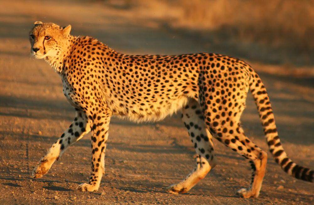 cheetah (commons.m.wikimedia.org/Mukul2u)