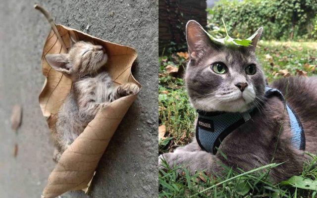 11 Potret Kucing dan Daun, Ada Dianggap Pengganti Tikus!