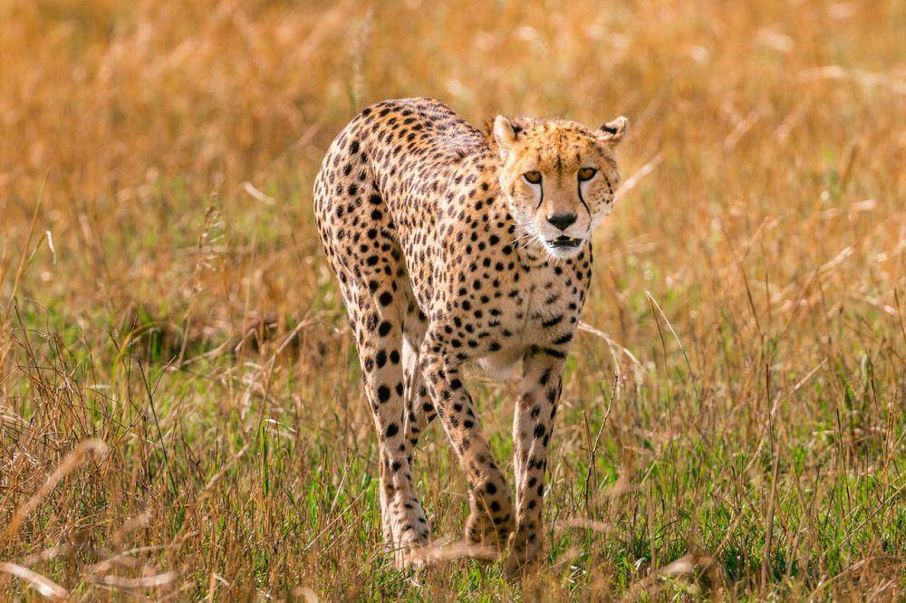 cheetah (pexels.com/Antony Trivet)