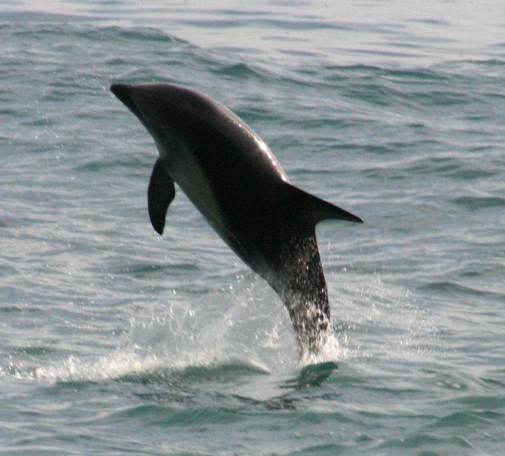 Lumba-lumba dusky (commons.wikimedia.org/James Riden)