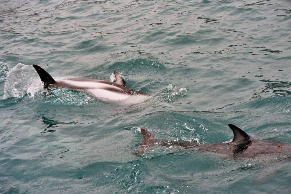 Lumba-lumba dusky (commons.wikimedia.org/Daniel Hayes)