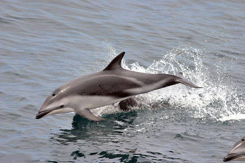Lumba-lumba dusky (commons.wikimedia.org/National Oceanic and Atmospheric Administration)