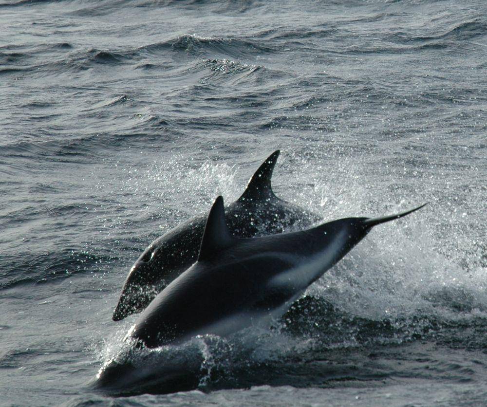 Lumba-lumba dusky (commons.wikimedia.org/Frank Holden)