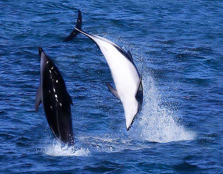 Lumba-lumba dusky (commons.wikimedia.org/AllenMcC)