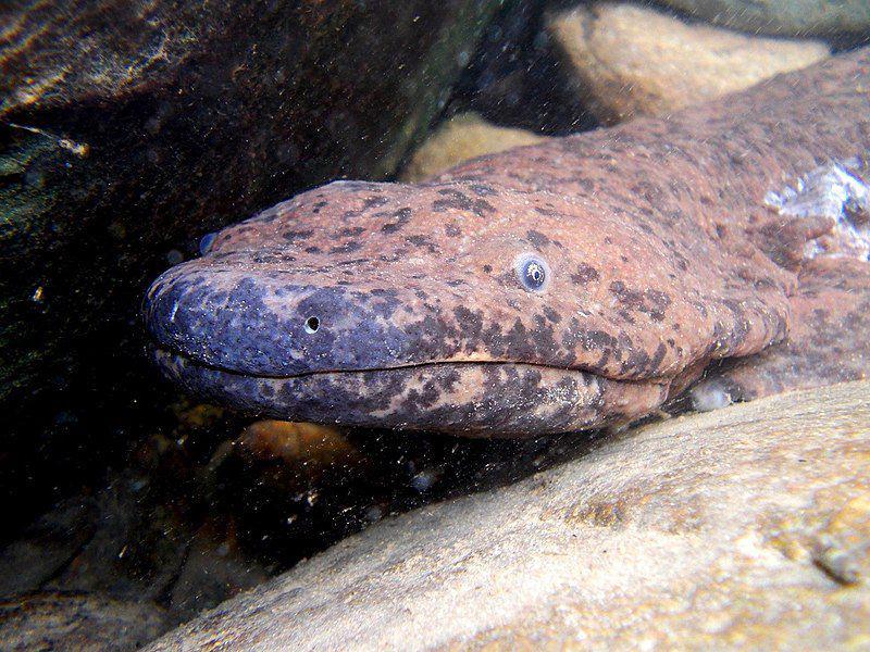 5 Fakta Salamander Raksasa China, Amfibi Terbesar di Dunia!