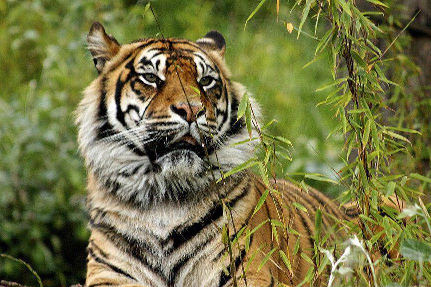 tampak dekat harimau sumatra (commons.wikimedia.org/Neil Turner)