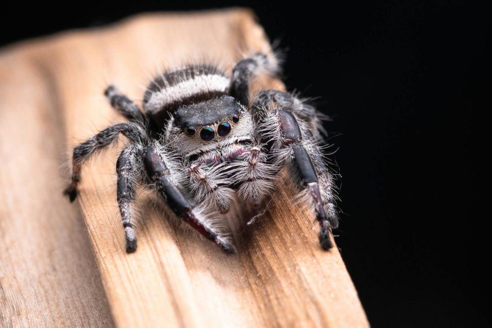 5 Fakta Menarik dari Tarantula, Laba-laba Besar yang Berbahaya!