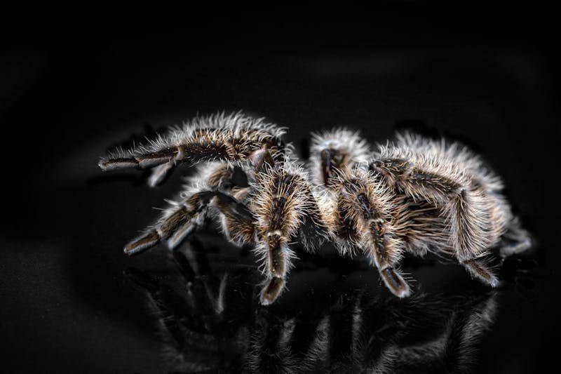 ilustrasi tarantula (pexels.com/Pixabay)
