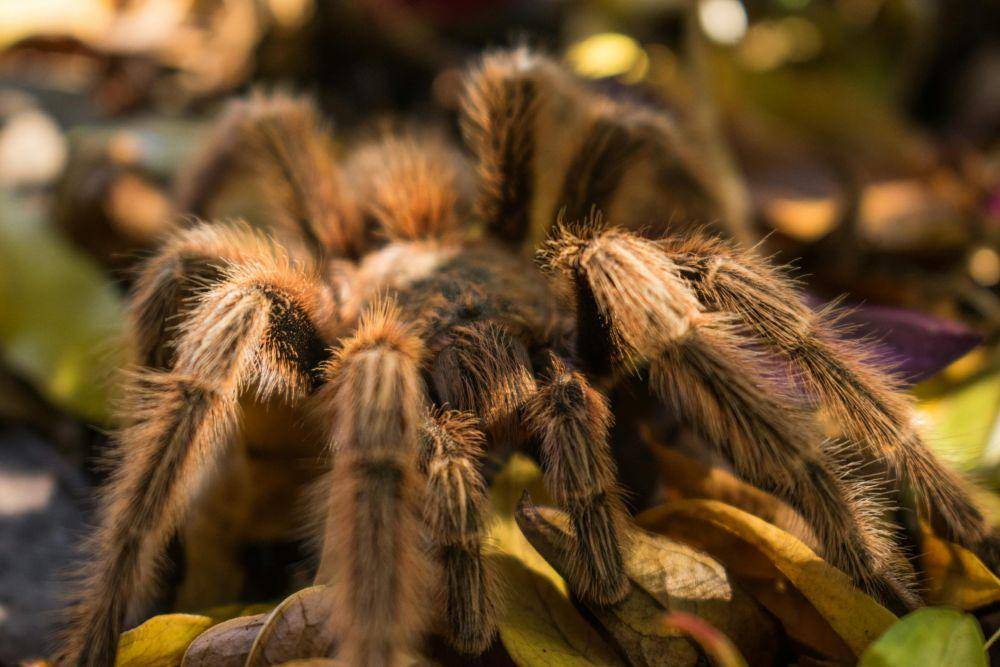 ilustrasi tarantula (pexels.com/Israel Delgadillo Figueroa)
