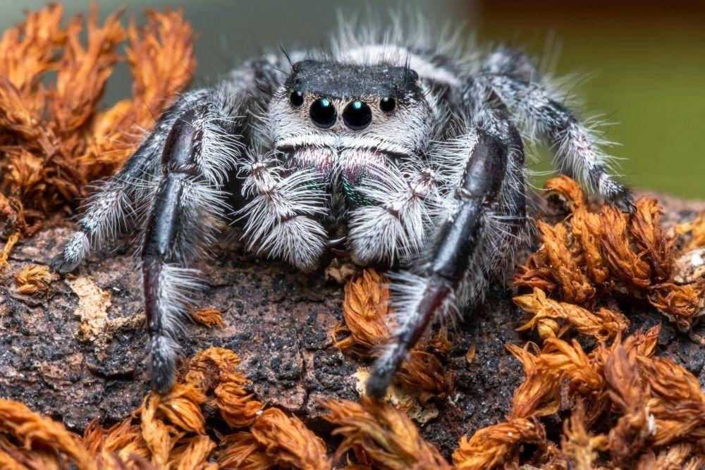 ilustrasi tarantula (pexels.com/Michael Willinger)