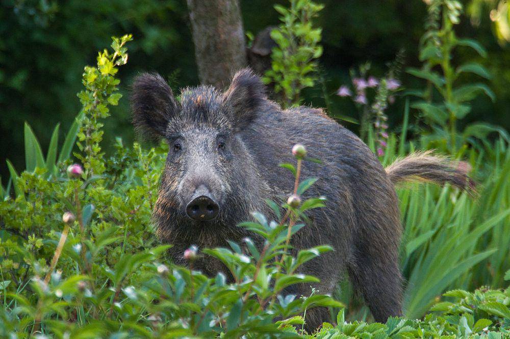 Babi hutan (commons.wikimedia.org/Jerzystrzelecki)