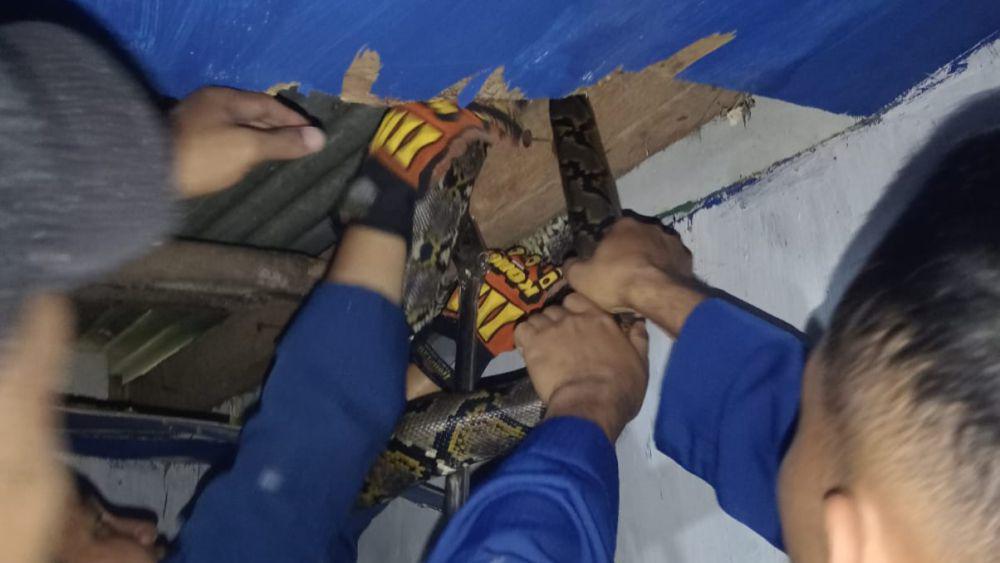 Ular Sanca 1,8 Meter Ngumpet di Plafon Rumah Warga Bantul