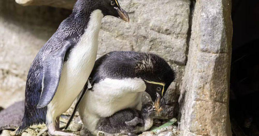 ilustrasi penguin rockhopper (sheddaquarium.org)