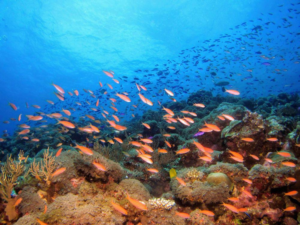 Ukuran Ikan di Laut Ternyata Menyusut dari Waktu ke Waktu