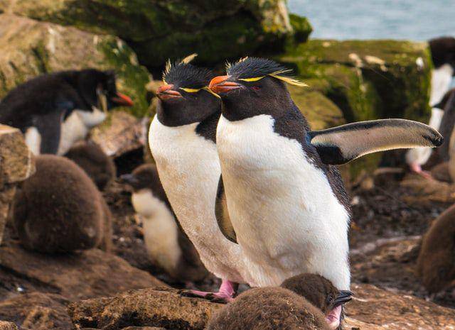 ilustrasi penguin rockhopper (animaltalk.co.za)