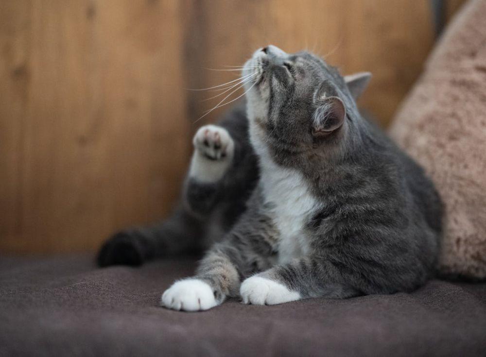 7 Bahaya Kutu Kucing pada Manusia, Jangan Anggap Remeh