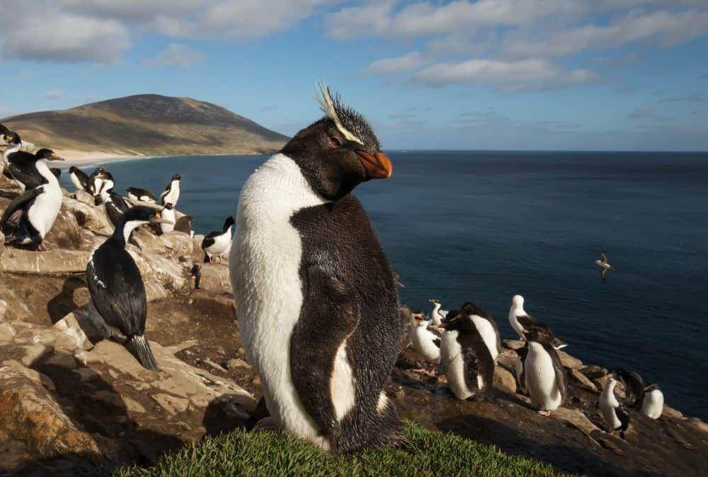 ilustrasi penguin rockhopper (a-z-animals.com)