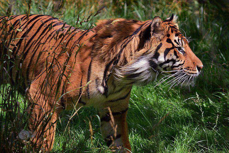 Harimau sumatra mengintai mangsa. (commons.wikimedia.org/Lauren Bryant)