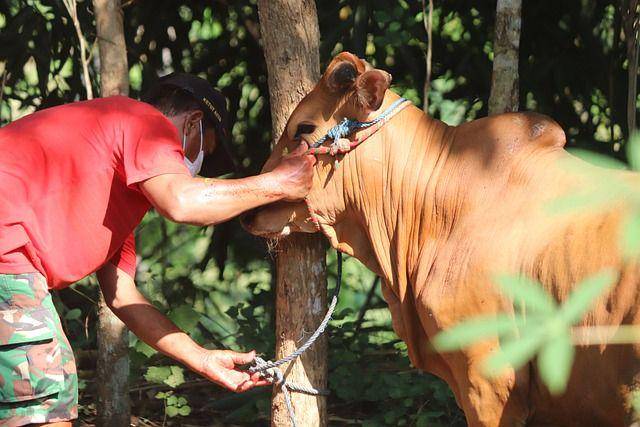 seekor sapi sedang diikat (Pixabay.com/mufidpwt)