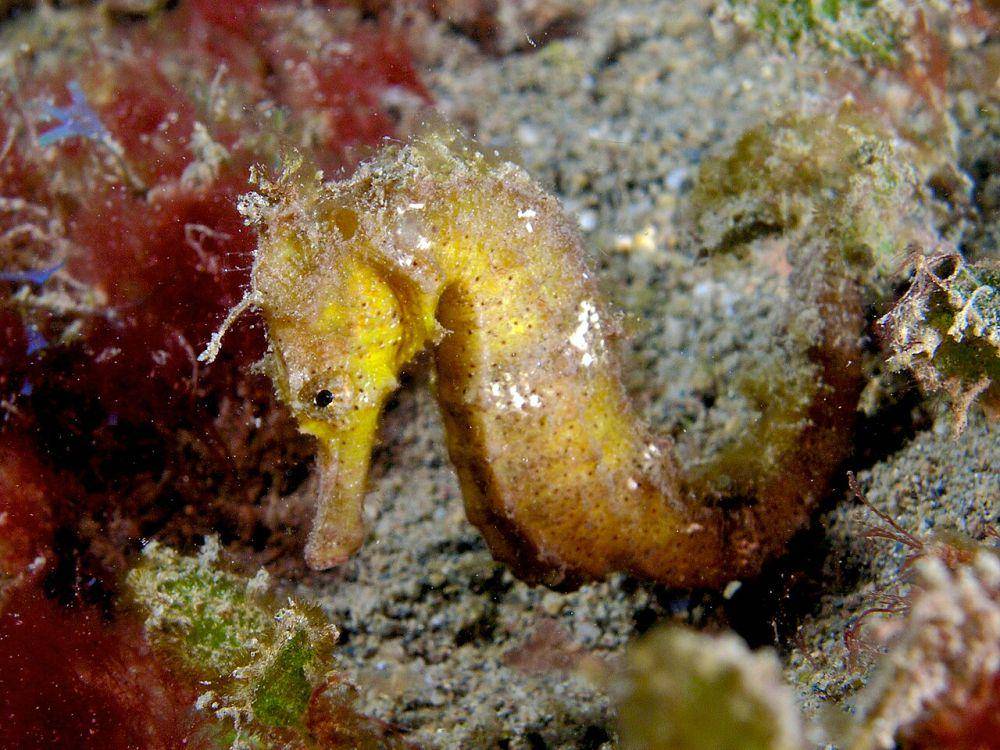 ilustrasi kuda laut kuning (commons.wikimedia.org/Nick Hobgood)