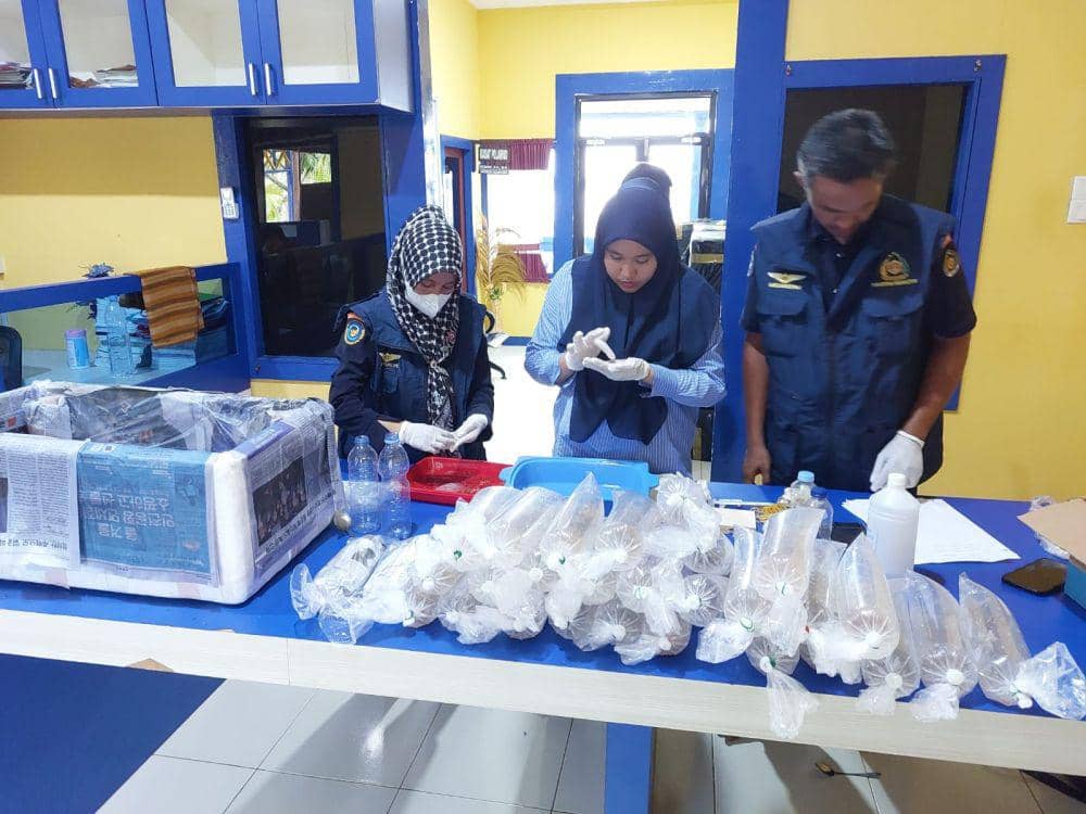 Polisi di Riau Gagalkan Penyelundupan 100.000 Baby Lobster