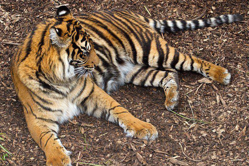 pola belang pada harimau sumatra (commons.wikimedia.org/Tony Hisgett
