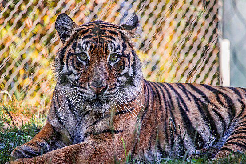Harimau sumatra di kebun binatang. (commons.wikimedia.org/Krystal.Hamlin)