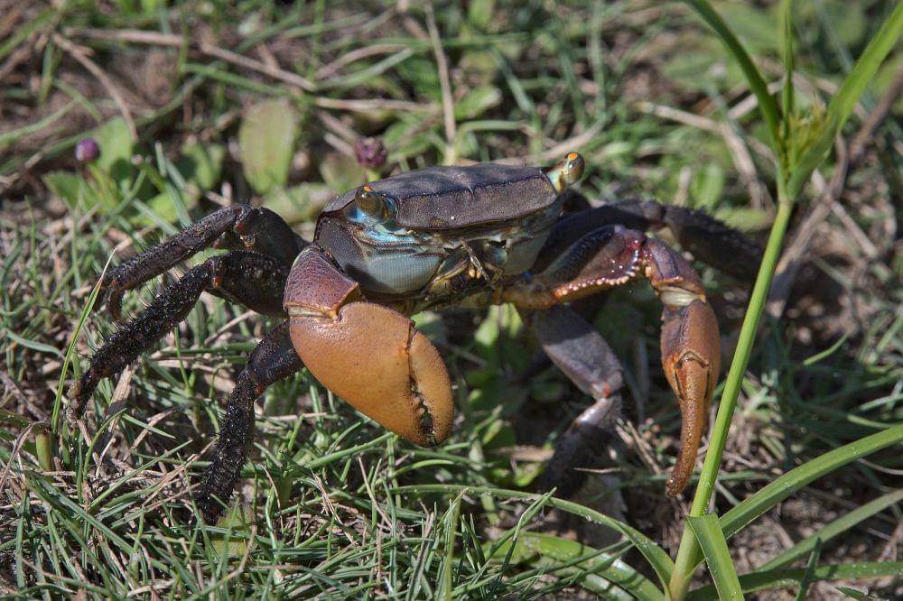 Fiddler crab (commons.m.wikimedia.org/Zieger M)