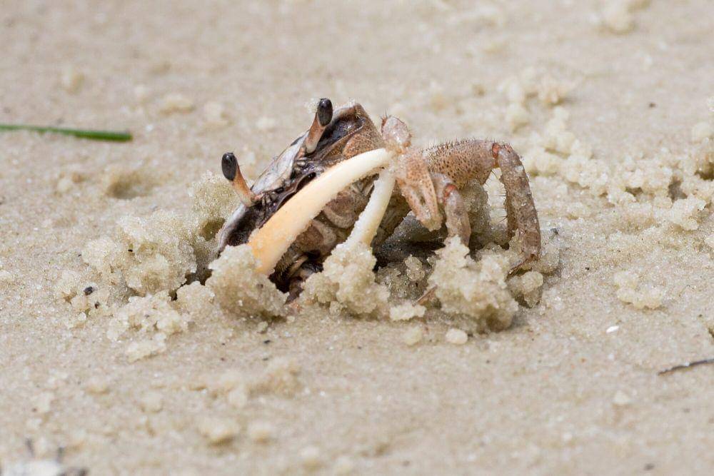 Fiddler crab (commons.m.wikimedia.org/Andrew Cannizzaro