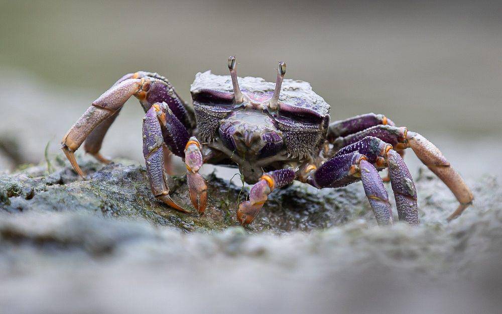 Fiddler crab (commons.m.wikimedia.org/Theo Kruse Burgers' Zoo)