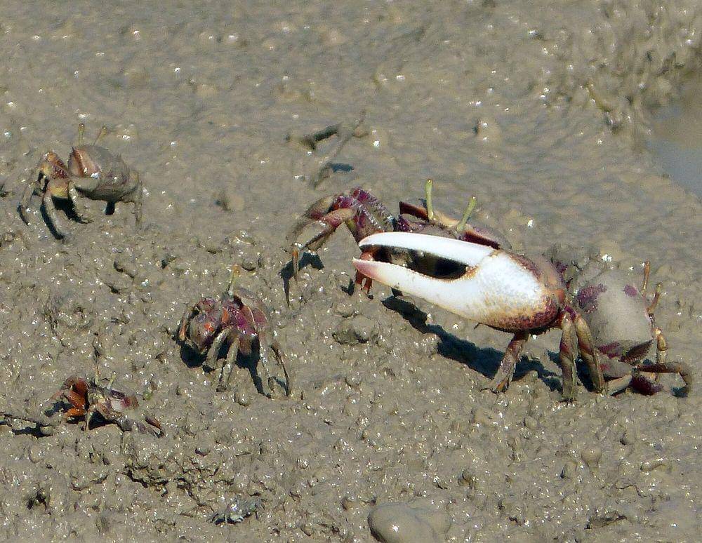 Fiddler crab (commons.m.wikimedia.org/gailhampshire)