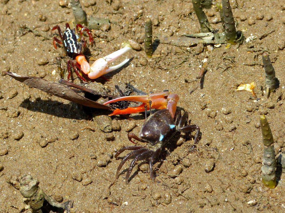 Fiddler crab (commons.m.wikimedia.org/Bernard Dupont)