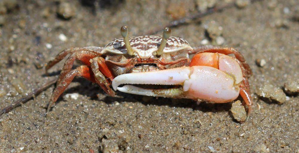 Fiddler crab (commons.m.wikimedia.org/Chinmayisk)