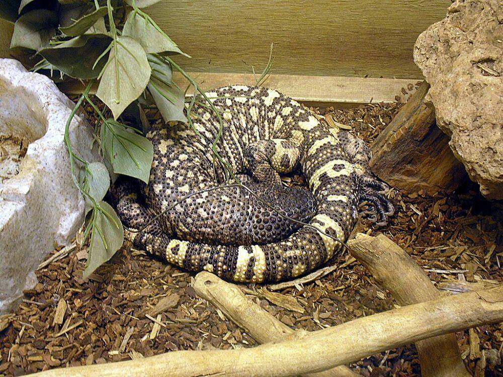 Kadal manik-manik meksiko (commons.wikimedia.org/ZooFari)