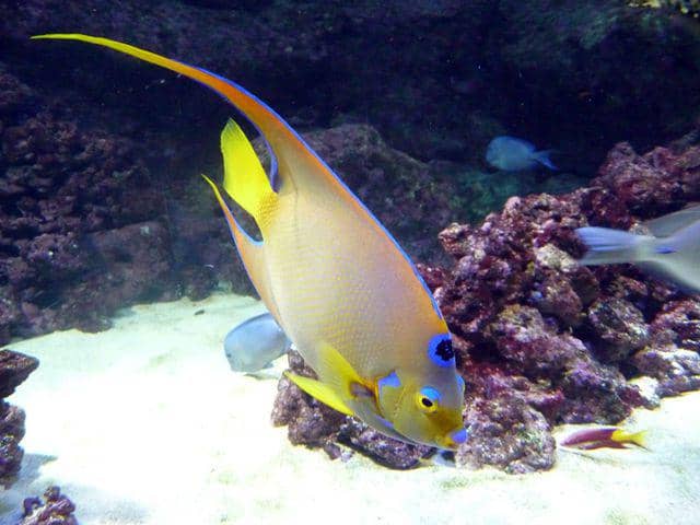 Queen angelfish (commons.wikimedia.org/Citron)