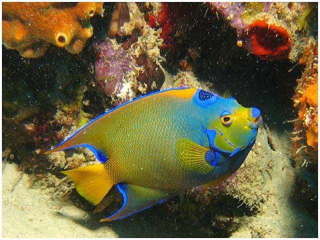 Queen angelfish (commons.wikimedia.org/Dan Hershman)
