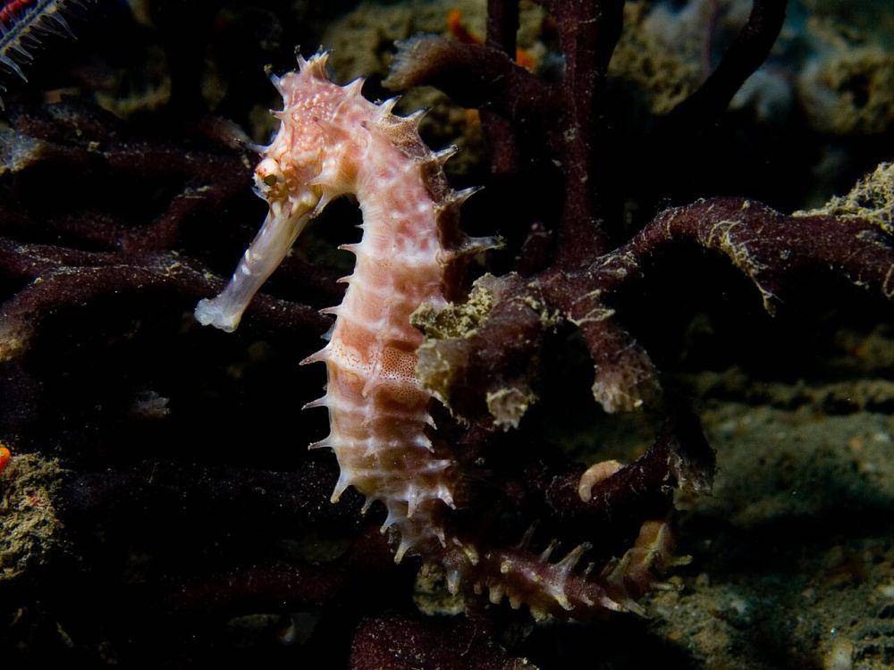 ilustrasi kuda laut berduri (commons.wikimedia.org/Nick Hobgood)