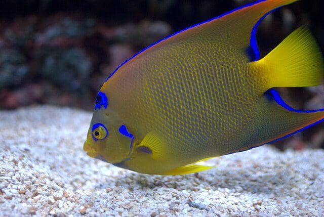 Queen angelfish (commons.wikimedia.org/Joseph Bylund)