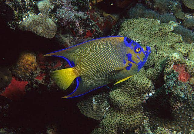 Queen angelfish (commons.wikimedia.org/Dr. Dwayne Meadows, NOAA)