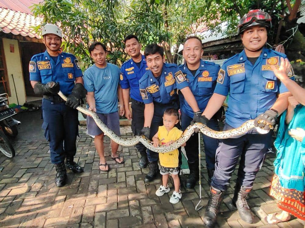 Dikira Air Butek, Mbah Siti Kaget Ada Ular Piton di Bak Mandi