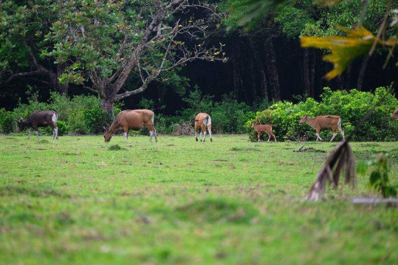 gambar Savana Cidaon (instagram.com/nikkipeucang)