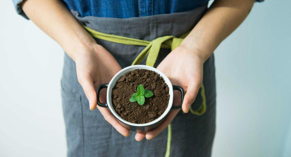 5 Rekomendasi Tanaman Buah di dalam Pot saat Musim Panas