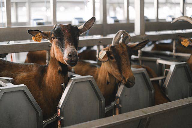 ilustrasi kambing sehat (pexels.com/Anna Shvets)