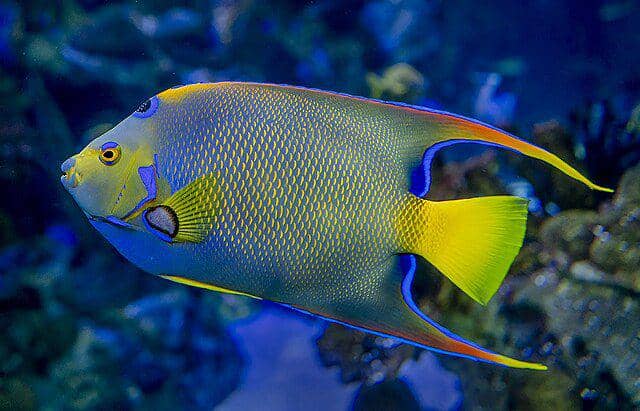 6 Fakta Queen Angelfish, Menghasilkan Puluhan Ribu Telur dalam Semalam