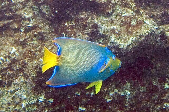 Queen angelfish (commons.wikimedia.org/Pedro Lastra)
