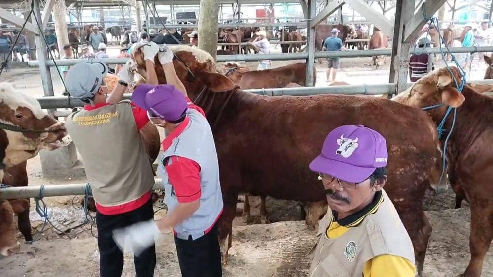 Petugas memeriksa kesehatan hewan kurban di Tulungagung. IDN Times/ Bramanta Pamungkas